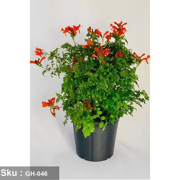 Tecomaria plant for outdoor decoration