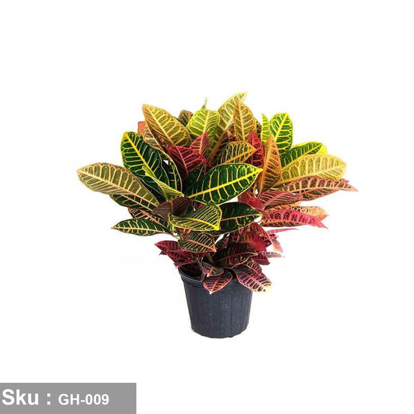 Dutch Croton Plant Colors - GH-009