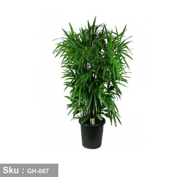 Rhapis excelsa plant for decoration - GH-087