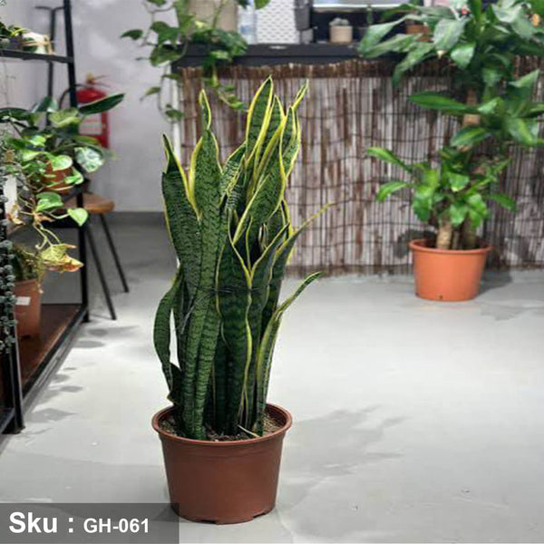 صبار sansevieria للديكور الداخلي - GH-061