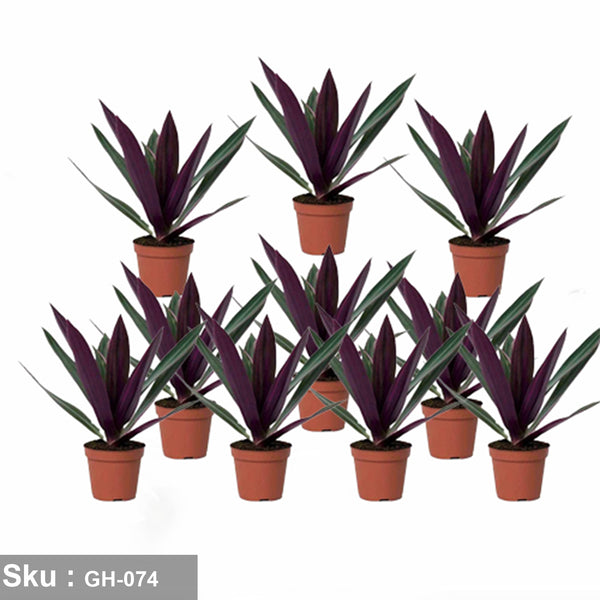 A bouquet of rhoeo plants for decoration - GH-074