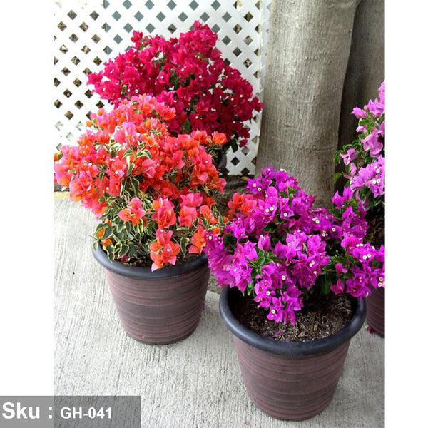 Bougainvillea plants in colors for outdoor decoration