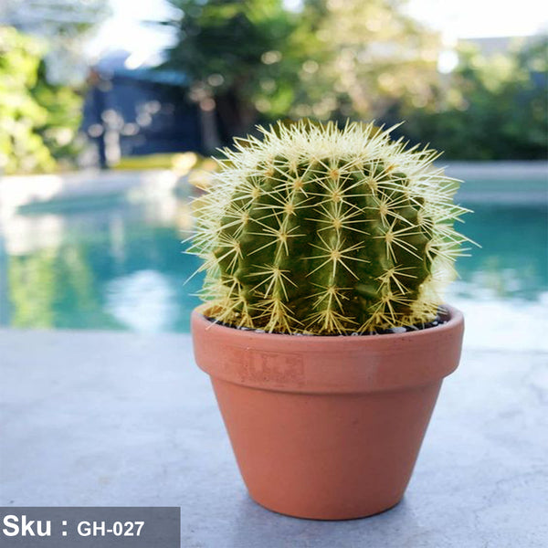 Aunt's cactus plant for outdoor decoration