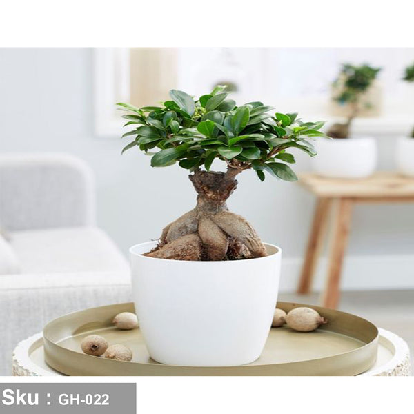 Bonsai plant for outdoor decoration