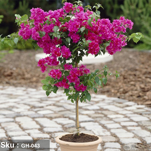 Bougainvillea plant in colorful shades for outdoor decoration