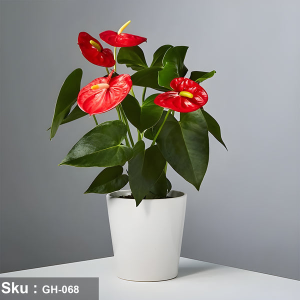 نبات Anthurium andreanum للديكور الداخلي - GH-068