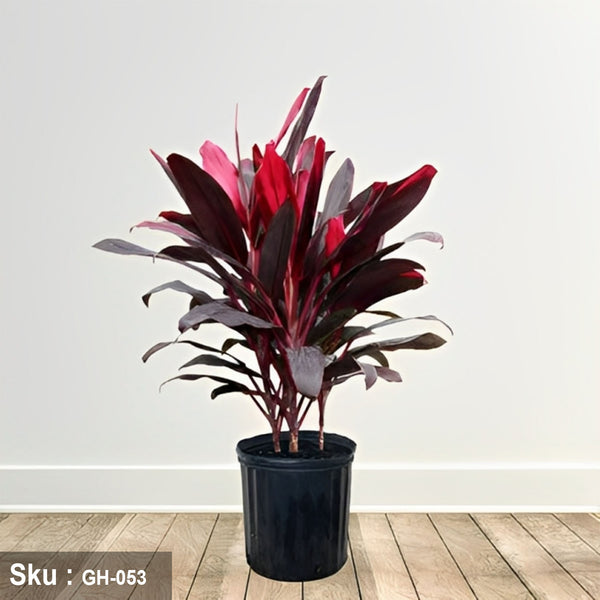 نبات Cordyline للديكور الخارجي - GH-053