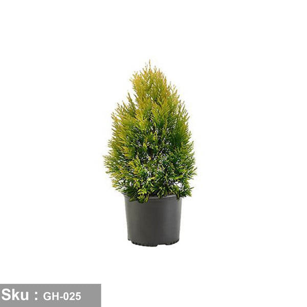 Lemon Cypress plant for outdoor decoration