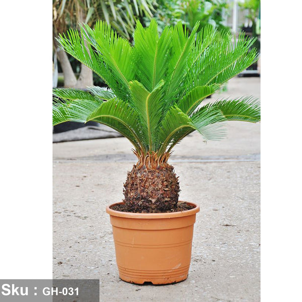 Cycad plant for outdoor decoration