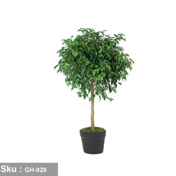 Ficus Benjamina plant for outdoor decoration