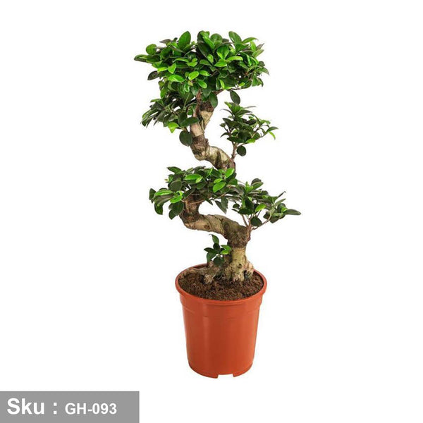 نبات snake bonsai tree للديكور - GH-093