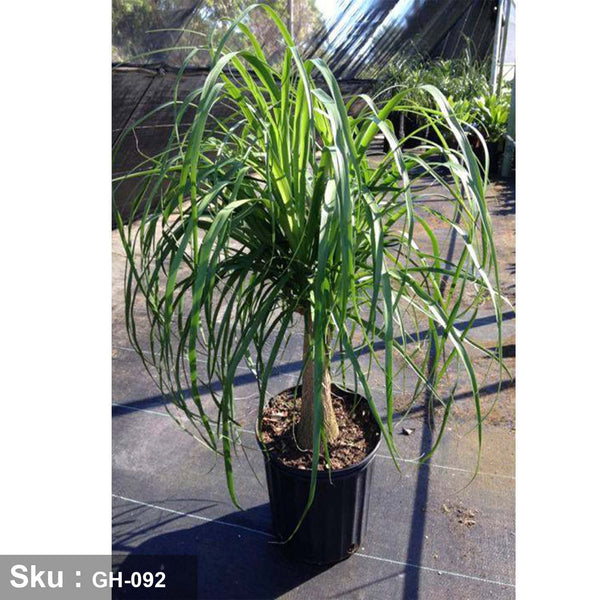 Beaucarnea recurvata decorative plant - GH-092