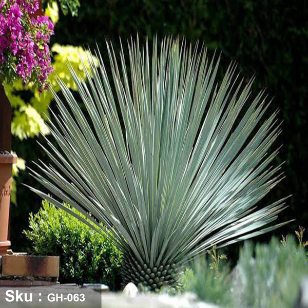 نبات Yucca rostrata للديكور الخارجي - GH-063