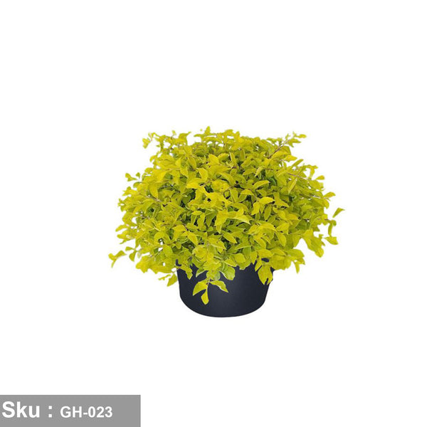 Gold Duranta Plant - GH-023