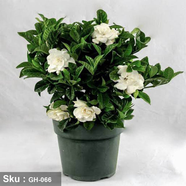 نبات Gardenia للديكور الداخلي - GH-066