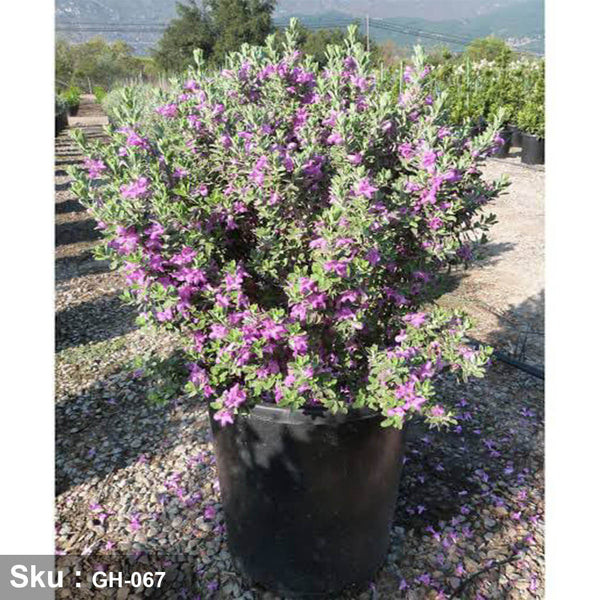 Leucophyllum frutescens plant for outdoor decoration - GH-067