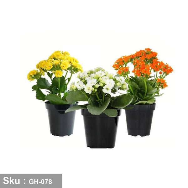 مجموعة من نبات kalanchoe للديكور - GH-078