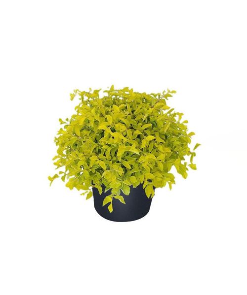 نبات Gold Duranta - GH-023