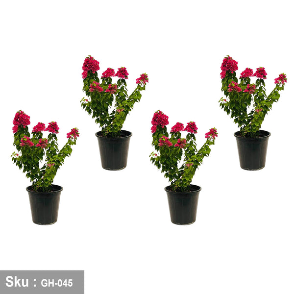 A bouquet of dwarf bougainvillea - GH-045