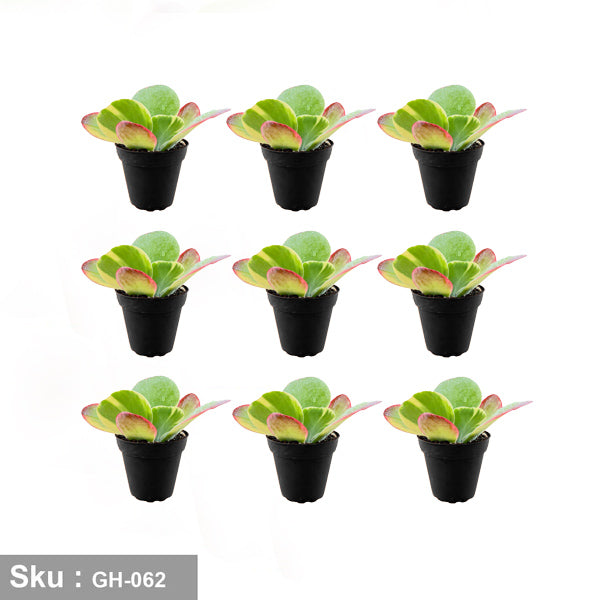 باقة من نبات Kalanchoe thyrsiflora للديكور الخارجي - GH-062