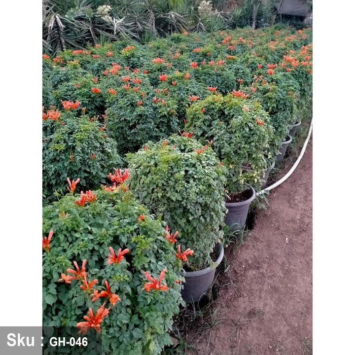 نبات تيكوماريا للديكور الخارجي  - اوسكار رتان